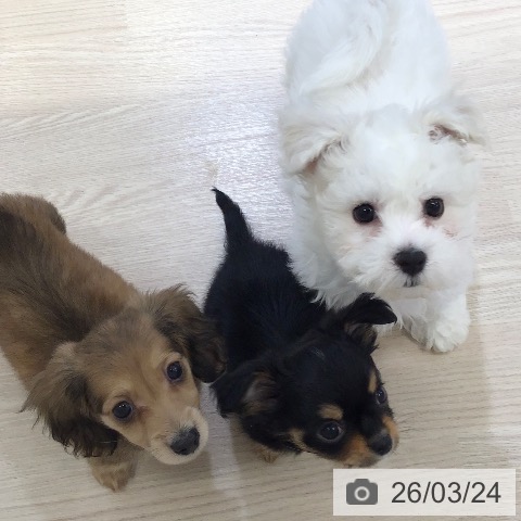 石川県のチワワ(ロング) (ペットプラス かほく店/2026年1月15日生まれ/男の子/ブラックタン)の子犬の3枚目の画像