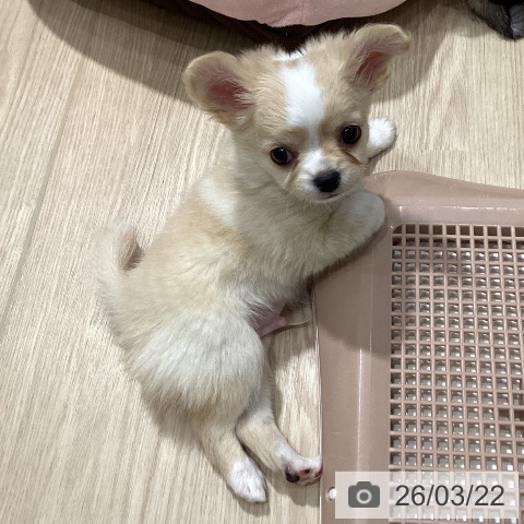 愛知県のチワワ(ロング) (ペットプラス イオンモール長久手店/2026年1月15日生まれ/男の子/クリームホワイト)の子犬の4枚目の画像