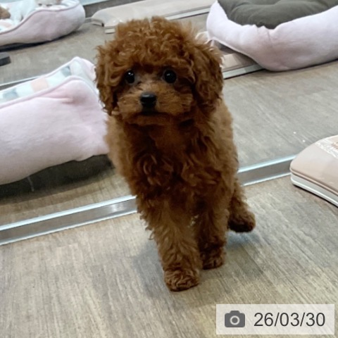 愛知県のトイプードル(トイ) (ペッツワン 東海店/2026年1月16日生まれ/女の子/レッド)の子犬の4枚目の画像