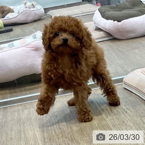 愛知県のトイプードル(トイ) (ペッツワン 東海店/2026年1月16日生まれ/女の子/レッド)の子犬の3枚目の画像