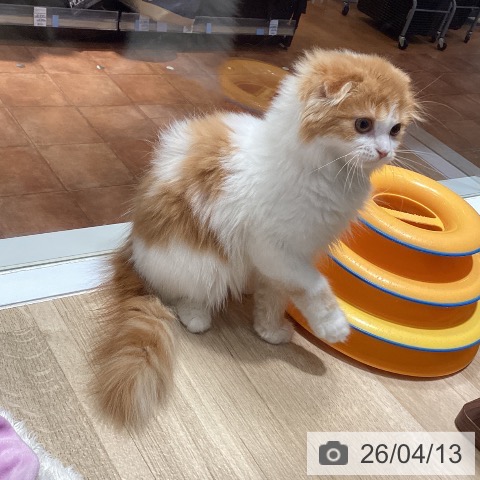 大阪府のスコティッシュフォールド (ペットプラス 四條畷店/2026年1月8日生まれ/女の子/レッドタビーホワイト)の子猫の4枚目の画像