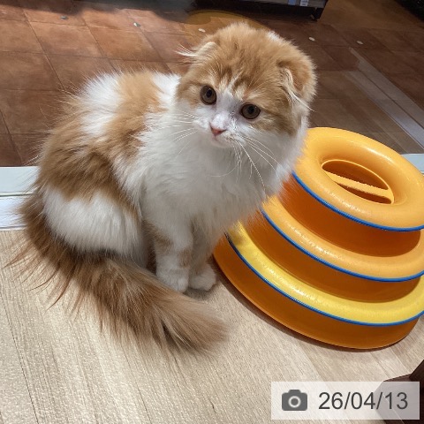 大阪府のスコティッシュフォールド (ペットプラス 四條畷店/2026年1月8日生まれ/女の子/レッドタビーホワイト)の子猫の3枚目の画像