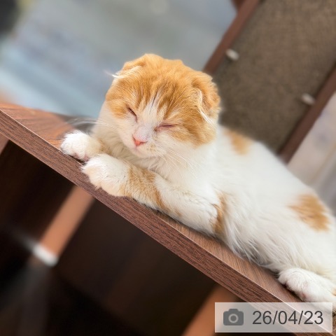 大阪府のスコティッシュフォールド (ペットプラス 四條畷店/2026年1月8日生まれ/女の子/レッドタビーホワイト)の子猫の4枚目の画像