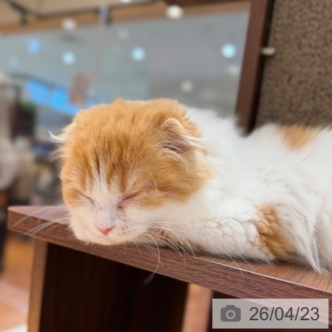 大阪府のスコティッシュフォールド (ペットプラス 四條畷店/2026年1月8日生まれ/女の子/レッドタビーホワイト)の子猫の3枚目の画像