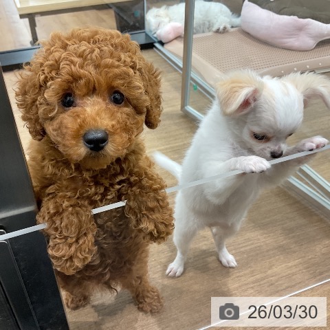 愛知県のトイプードル(トイ) (ペッツワン 東海店/2026年1月16日生まれ/男の子/レッド)の子犬の4枚目の画像