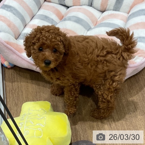 愛知県のトイプードル(トイ) (ペッツワン 東海店/2026年1月16日生まれ/男の子/レッド)の子犬の3枚目の画像