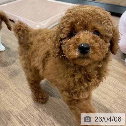 愛知県のトイプードル(トイ) (ペッツワン 東海店/2026年1月16日生まれ/男の子/レッド)の子犬の3枚目の画像