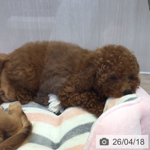 富山県のトイプードル(トイ) (ペットプラス となみ店/2026年1月16日生まれ/男の子/レッド)の子犬の4枚目の画像