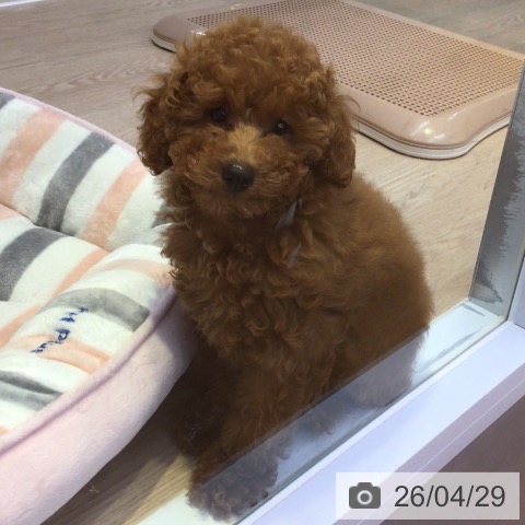 富山県のトイプードル(トイ) (ペットプラス となみ店/2026年1月16日生まれ/男の子/レッド)の子犬の3枚目の画像