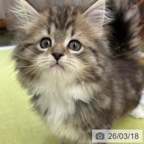 サイベリアンの写真