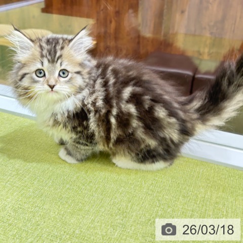 サイベリアンの写真