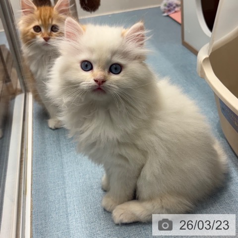 長崎県のラガマフィン (ペットプラス 長崎店/2026年1月15日生まれ/男の子/クリームリンクスポイント)の子猫の4枚目の画像