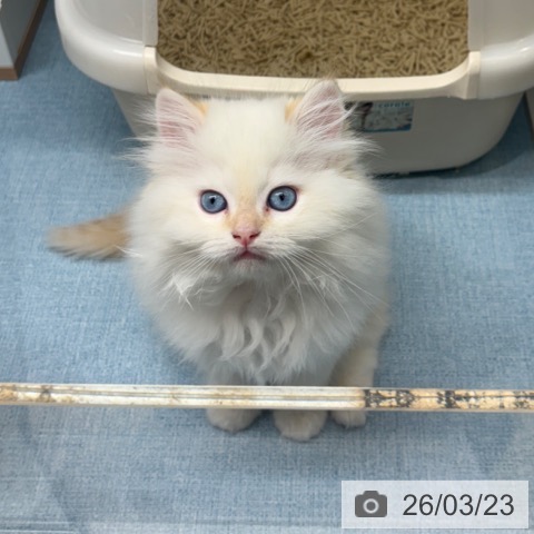 長崎県のラガマフィン (ペットプラス 長崎店/2026年1月15日生まれ/男の子/クリームリンクスポイント)の子猫の3枚目の画像