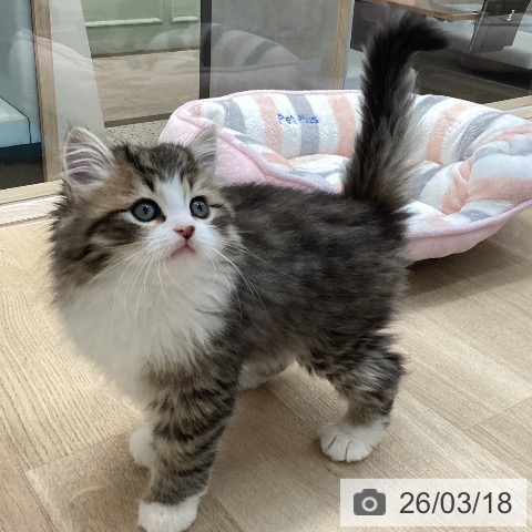 ラガマフィンの写真