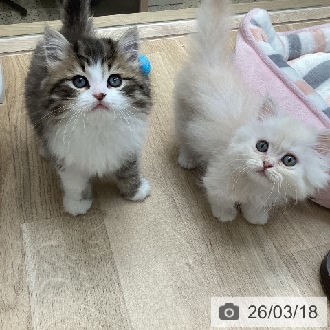 ラガマフィンの写真