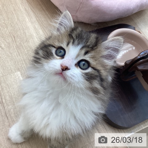 ラガマフィンの写真