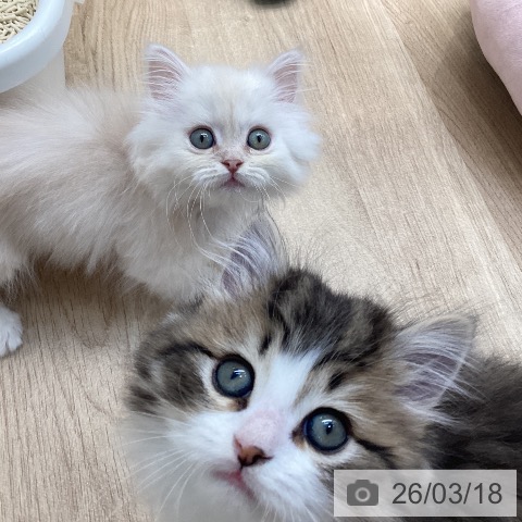 ラガマフィンの写真