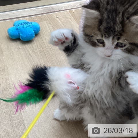 ラガマフィンの写真