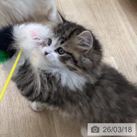 ラガマフィンの写真