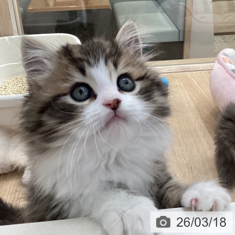 ラガマフィンの写真