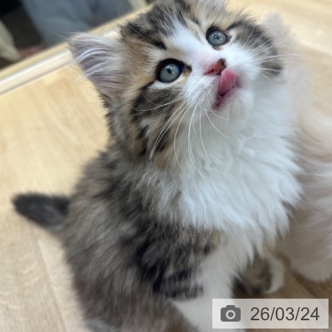 福岡県のラガマフィン (ペットプラス ららぽーと福岡店/2026年1月15日生まれ/男の子/ブラウンタビーホワイト)の子猫の3枚目の画像