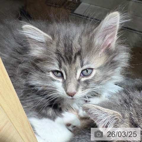 兵庫県のノルウェージャンフォレストキャット (ペットプラス 神戸三宮店/2026年1月12日生まれ/男の子/ブルータビーホワイト)の子猫の3枚目の画像