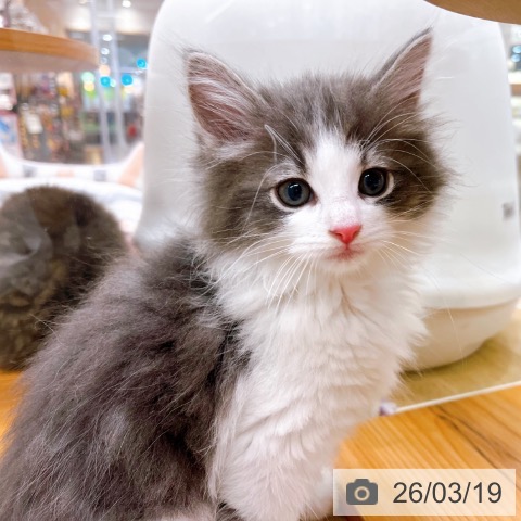 ノルウェージャンフォレストキャットの写真