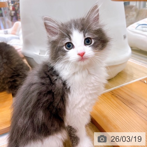 ノルウェージャンフォレストキャットの写真