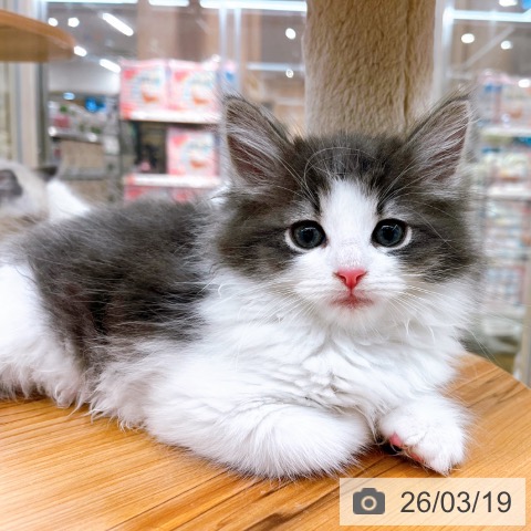 ノルウェージャンフォレストキャットの写真