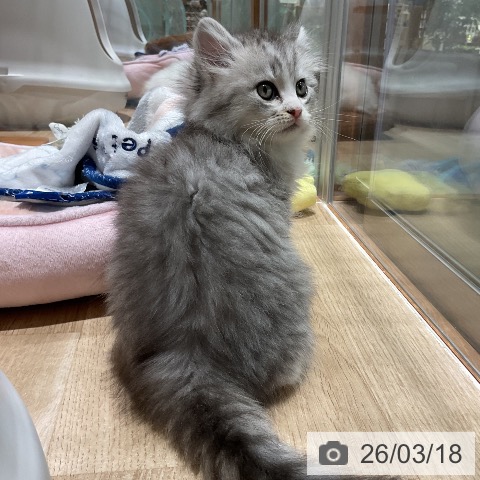 ミヌエットの写真