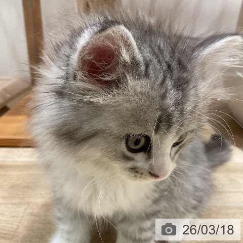 ミヌエットの写真