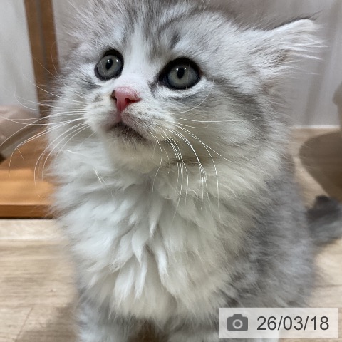 ミヌエットの写真