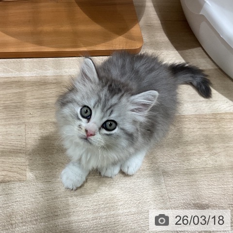 ミヌエットの写真