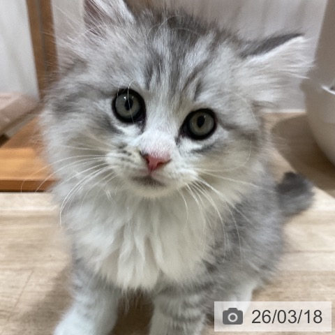 ミヌエットの写真