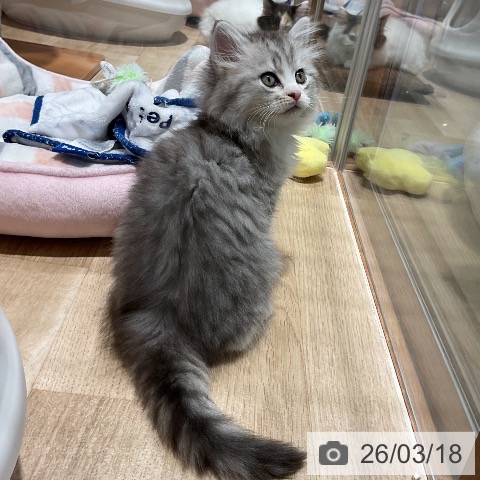 ミヌエットの写真