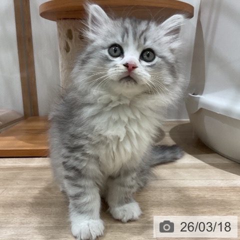 ミヌエットの写真