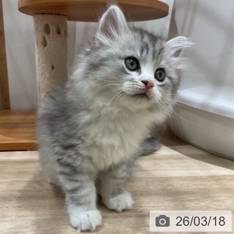 ミヌエットの写真