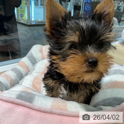 愛知県のヨークシャーテリア (ペットプラス 岡崎店/2026年1月12日生まれ/男の子/スチールブルータン)の子犬の4枚目の画像