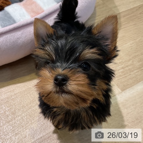 ヨークシャー・テリアの写真