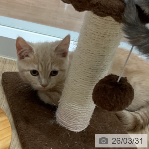 愛知県のマンチカン (ペットプラス 東浦店/2026年1月8日生まれ/男の子/クリームタビー)の子猫の3枚目の画像