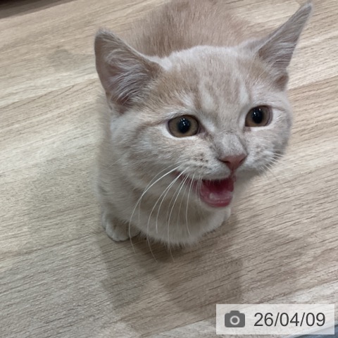 愛知県のマンチカン (ペットプラス 東浦店/2026年1月8日生まれ/男の子/クリームタビー)の子猫の4枚目の画像