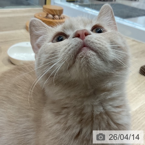 愛知県のマンチカン (ペットプラス 東浦店/2026年1月8日生まれ/男の子/クリームタビー)の子猫の3枚目の画像