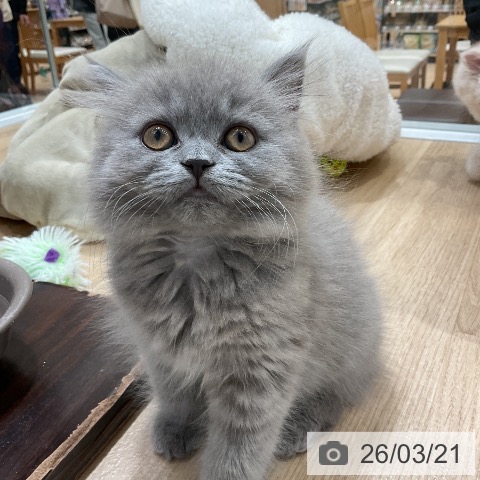 ブリティッシュロングヘアの写真