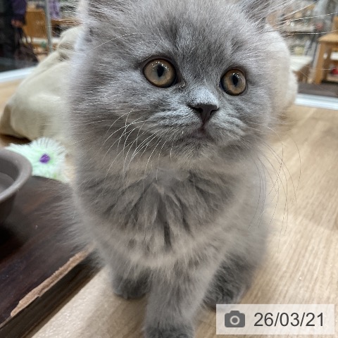 ブリティッシュロングヘアの写真