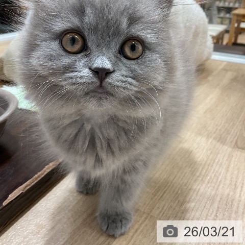 ブリティッシュロングヘアの写真