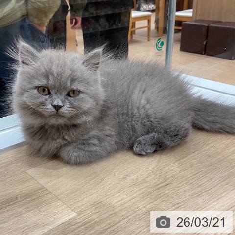 ブリティッシュロングヘアの写真