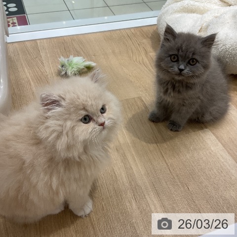 愛知県のブリティッシュロングヘアー (ペットプラス ナゴヤドーム前店/2026年1月12日生まれ/女の子/ブルー)の子猫の4枚目の画像
