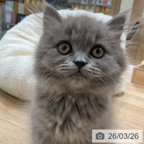 愛知県のブリティッシュロングヘアー (ペットプラス ナゴヤドーム前店/2026年1月12日生まれ/女の子/ブルー)の子猫の3枚目の画像