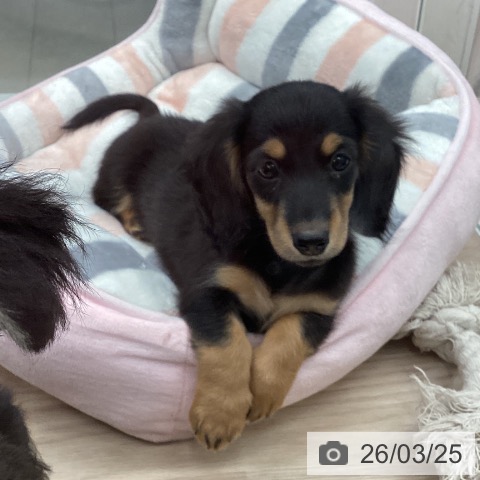 石川県のミニチュアダックスフンド(ロング) (ペットプラス 白山店/2026年1月14日生まれ/女の子/ブラックタン)の子犬の3枚目の画像