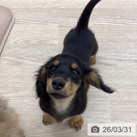 石川県のミニチュアダックスフンド(ロング) (ペットプラス 白山店/2026年1月14日生まれ/女の子/ブラックタン)の子犬の3枚目の画像